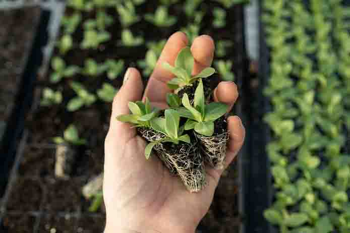 Tree planting initiative promoting environmental sustainability